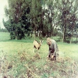 Pakeaardappelrooien1966metgeit.jpg