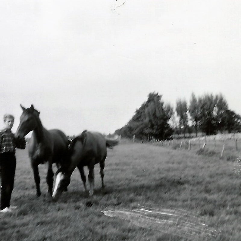 HesdermetdepaardenvanHakman1966.jpg