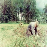 Pakeaardappelrooien1966.jpg