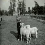 Hesdermetdeschapen1966.jpg
