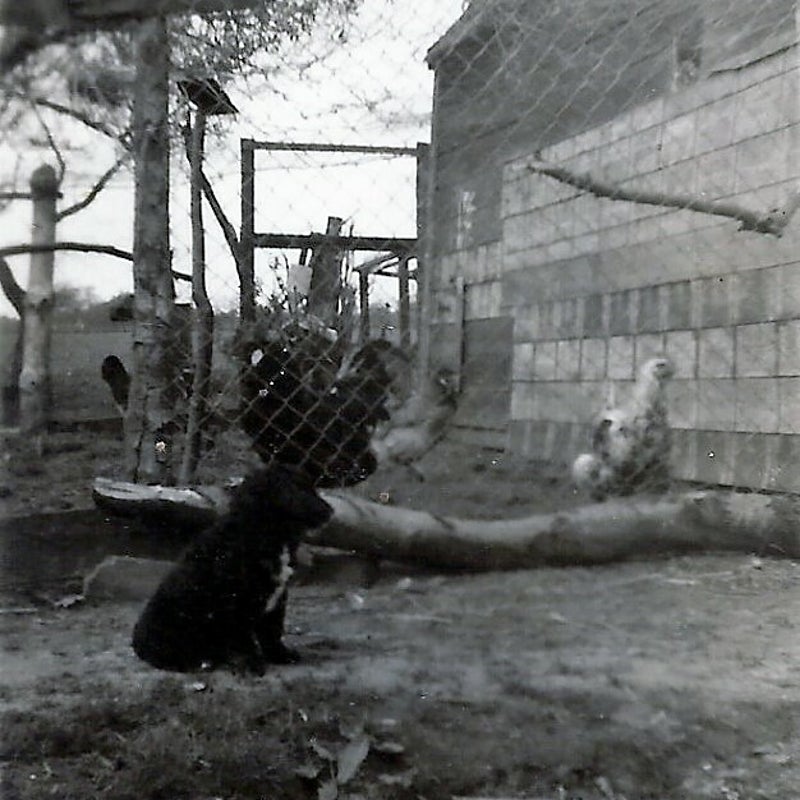 hondbijKippenhok.jpg
