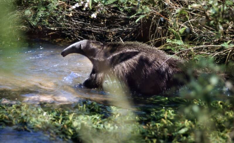a-chasing-anteater-kopie-standard.jpg