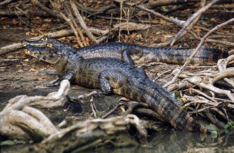 alligator-2-kopie-standard.jpg