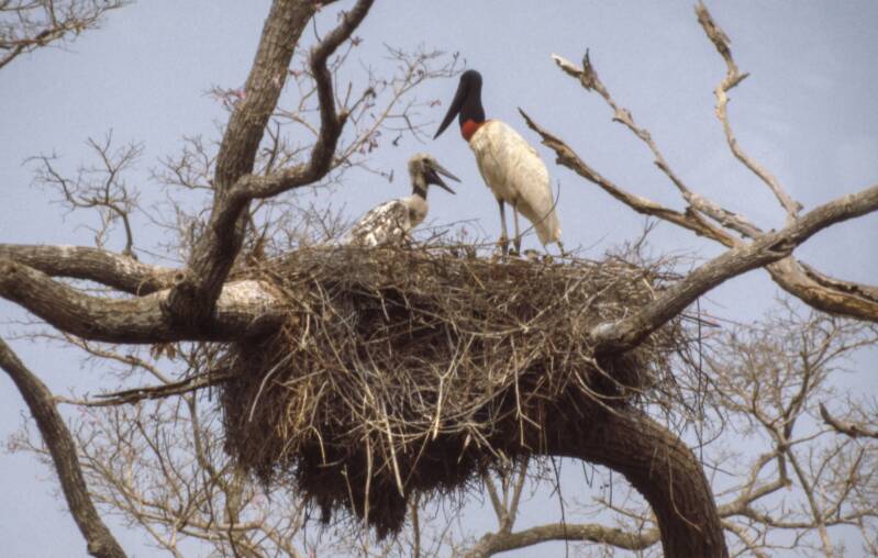 amazon-birdnest-kopie-standard.jpg