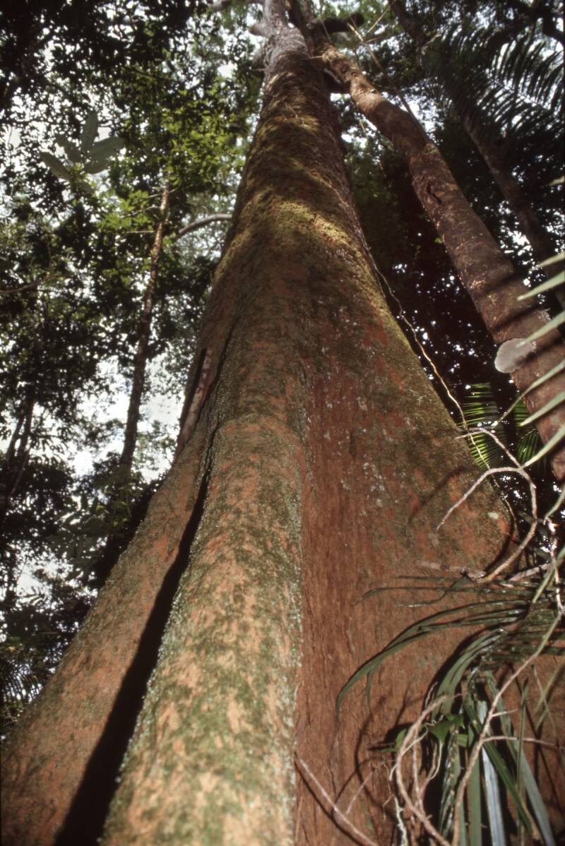 amazon-three-kopie-standard.jpg