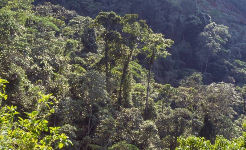 amazon-trees-kopie-standard.jpg