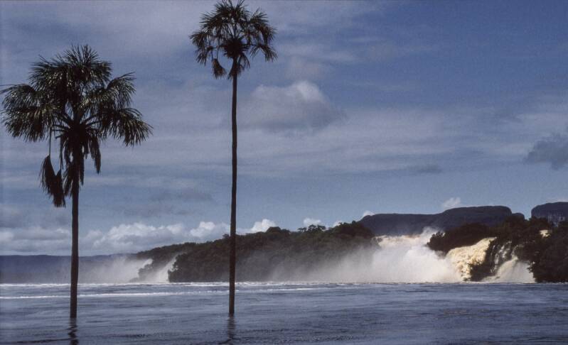 palmtrees-kopie-standard.jpg