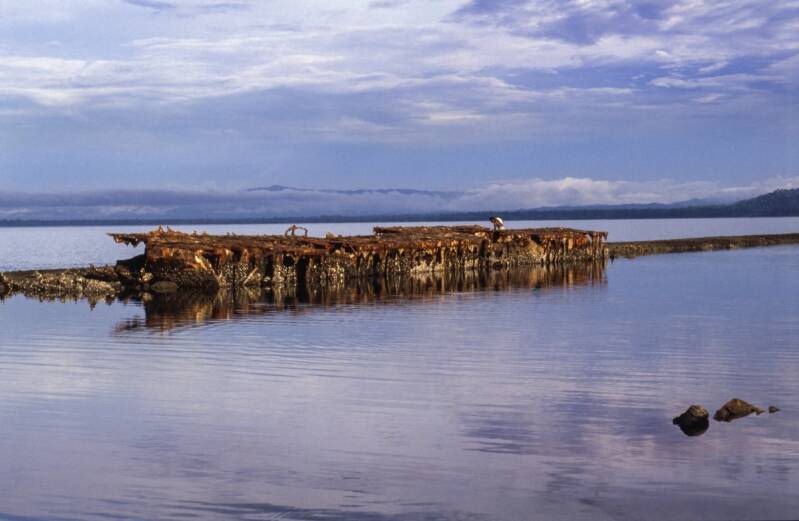 sea-wrack-kopie-standard.jpg