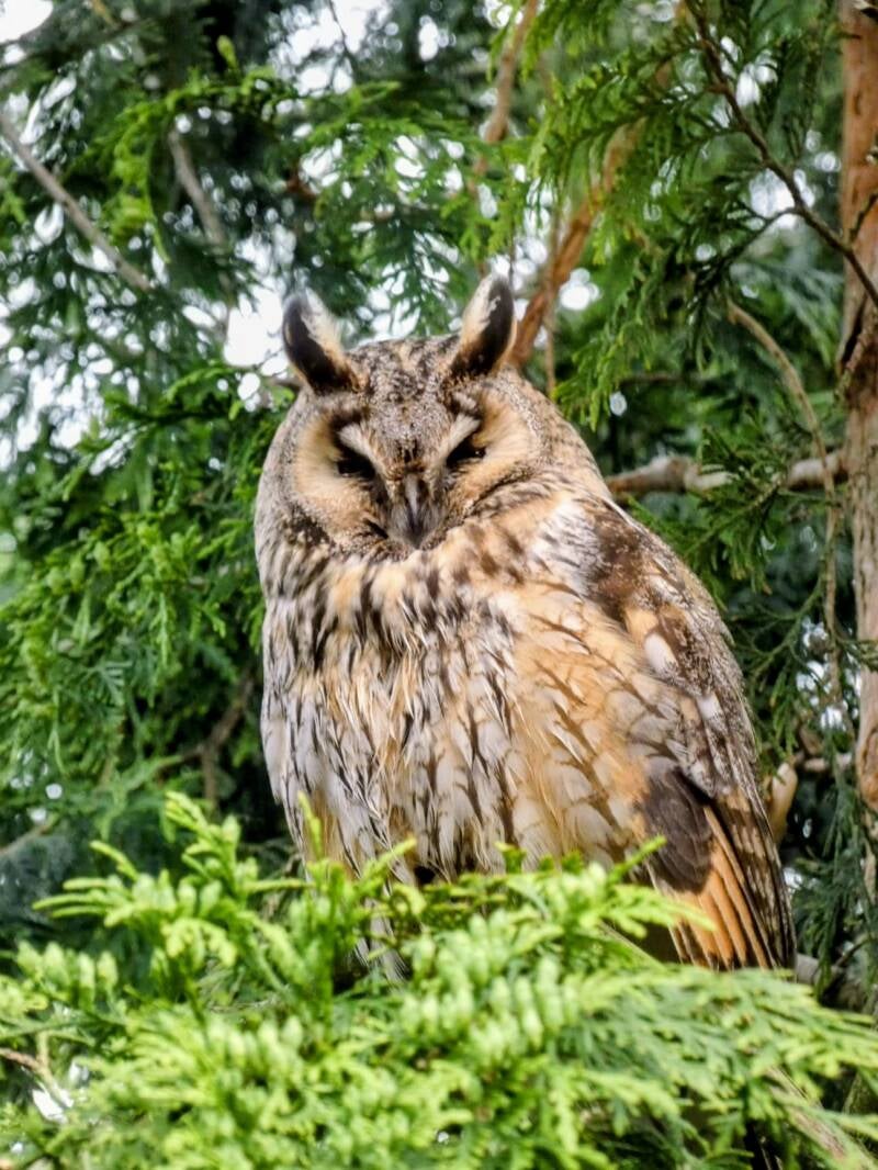 Eine Waldohreule in einer Konifere
