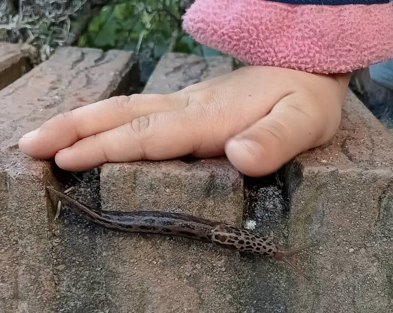 Ein großer Tigerschnegel, ein Nützling!