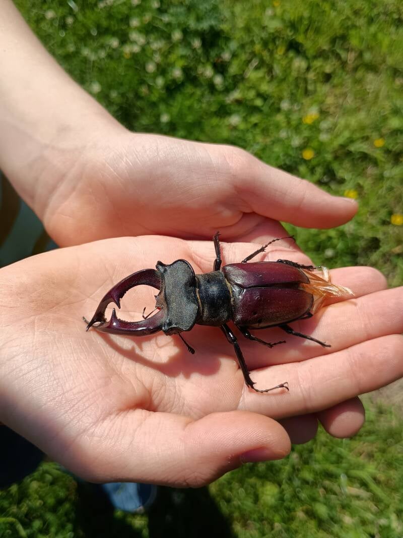 Einen toten Hirschkäfer gefunden
