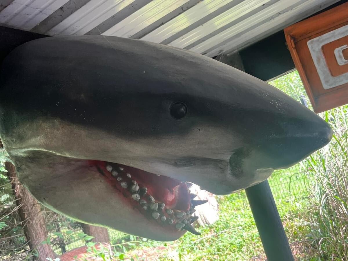 Tete requin life size jaws