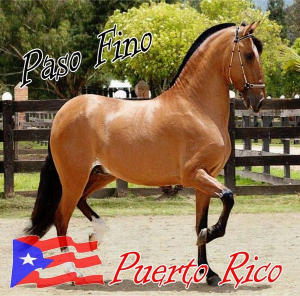 Poster for domino table #26