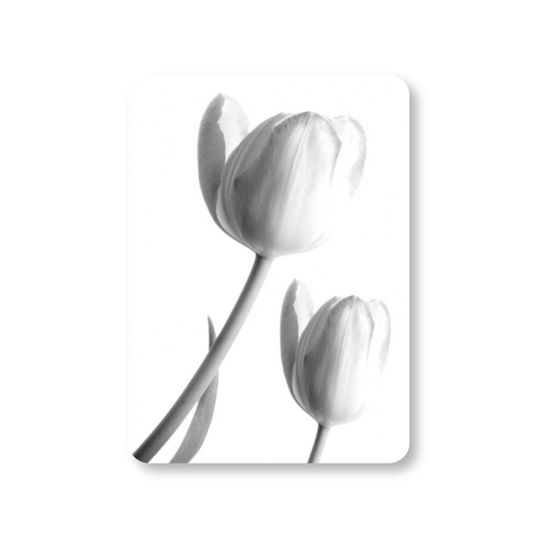 MI-62 Tulipan blanco