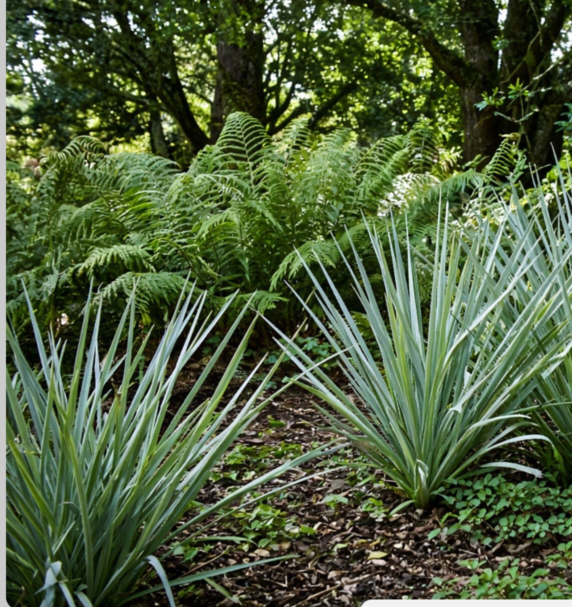 East Auckland gardener