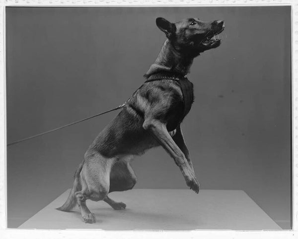 Privéles van 60 minuten met je hond