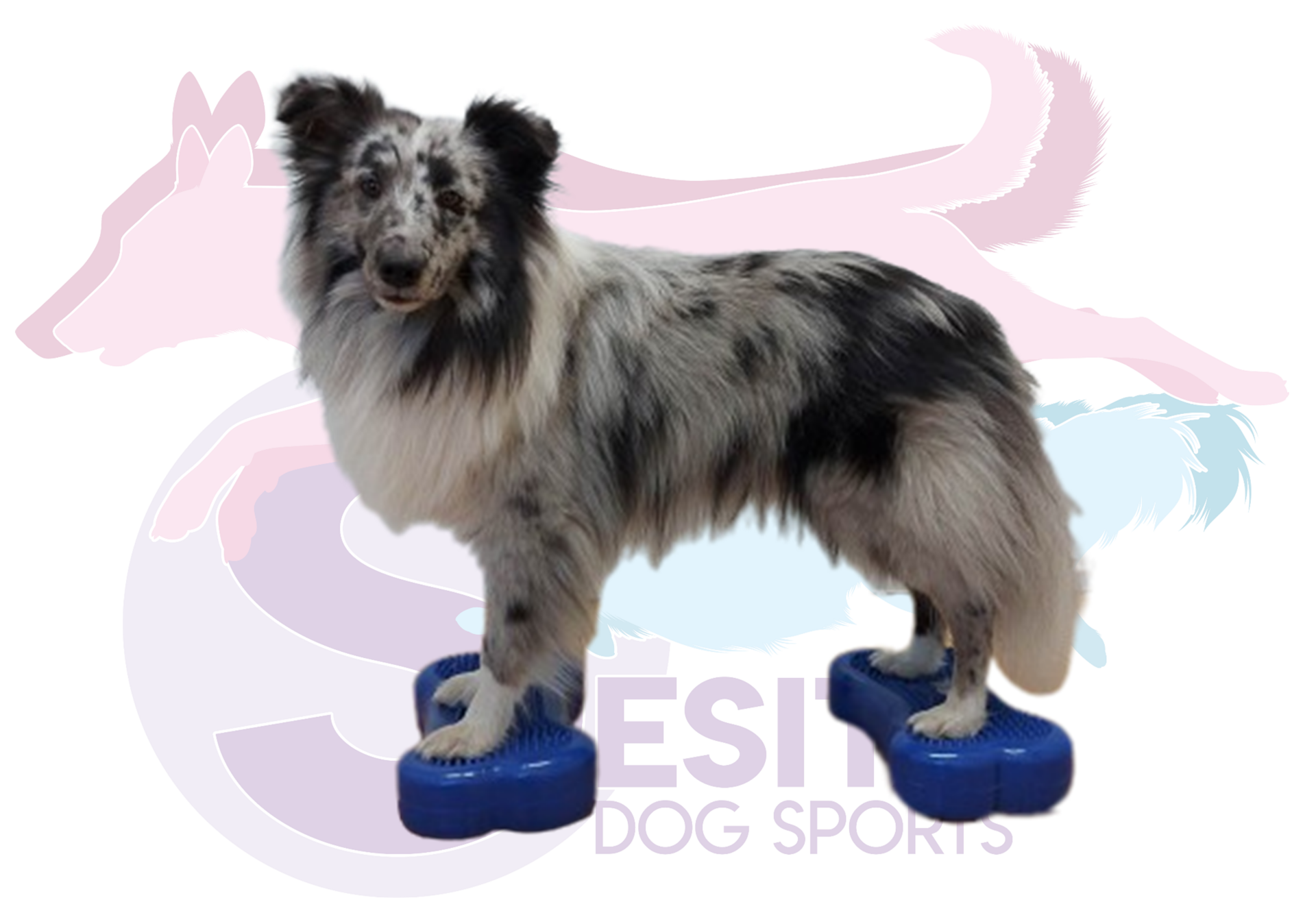 Fitness les met 2 geleiders