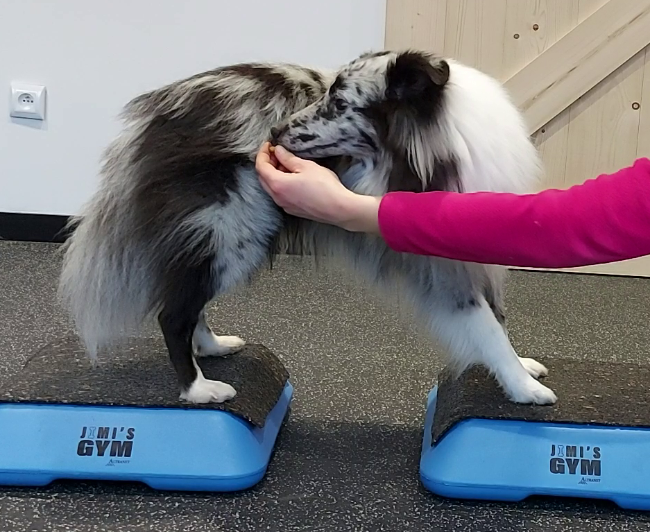 Online cursus "Fitness Basics"