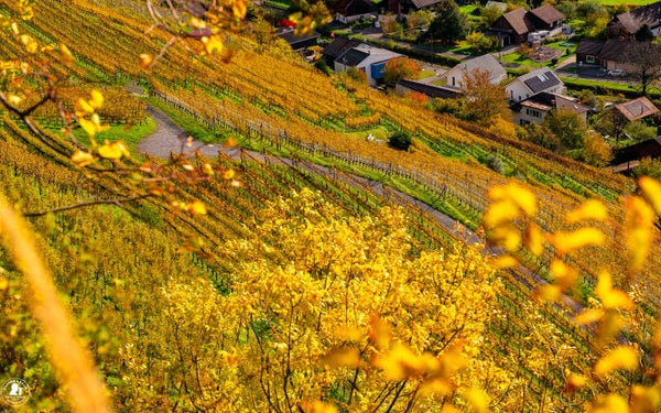 Herbstlicher Weinberg