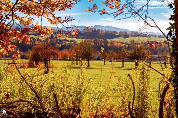 Herbstbäume - Altenrhein