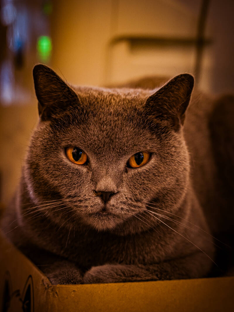 dsc02729-standard.jpg