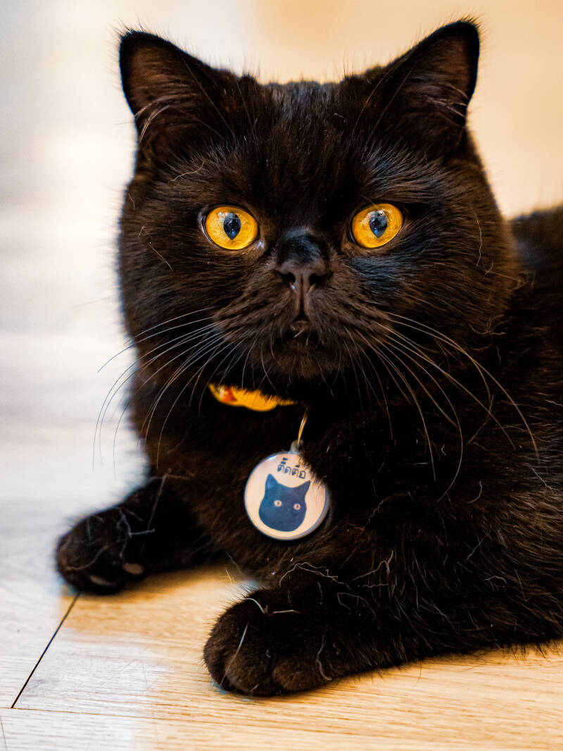 dsc02803-standard.jpg