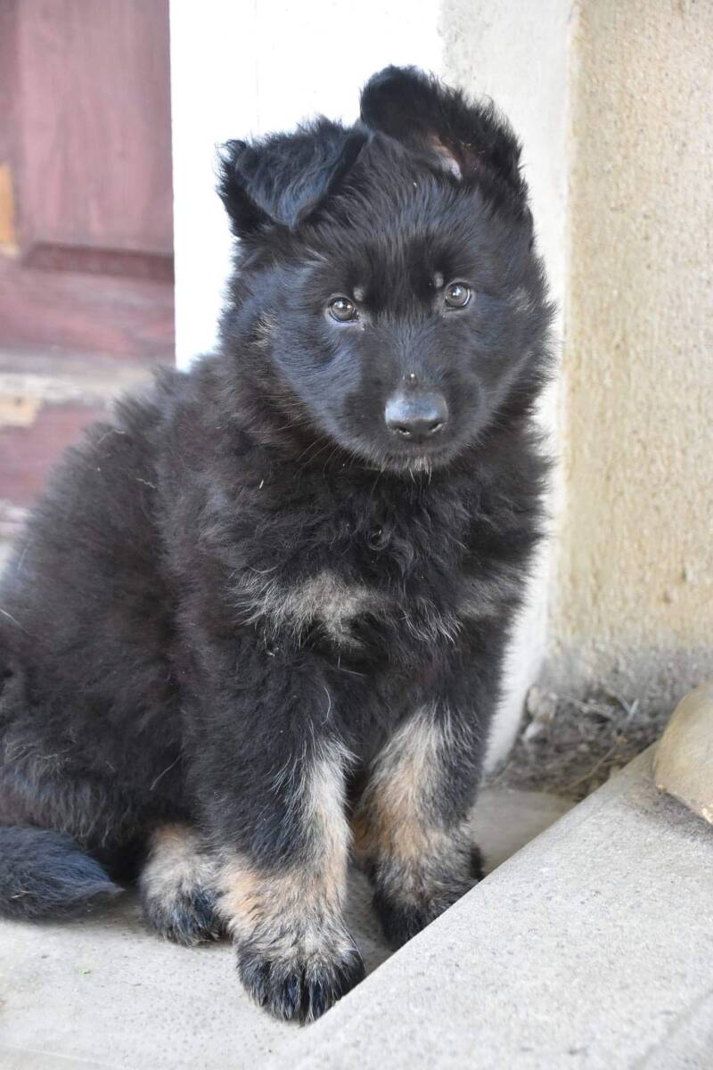 Bébé chez son éleveuse