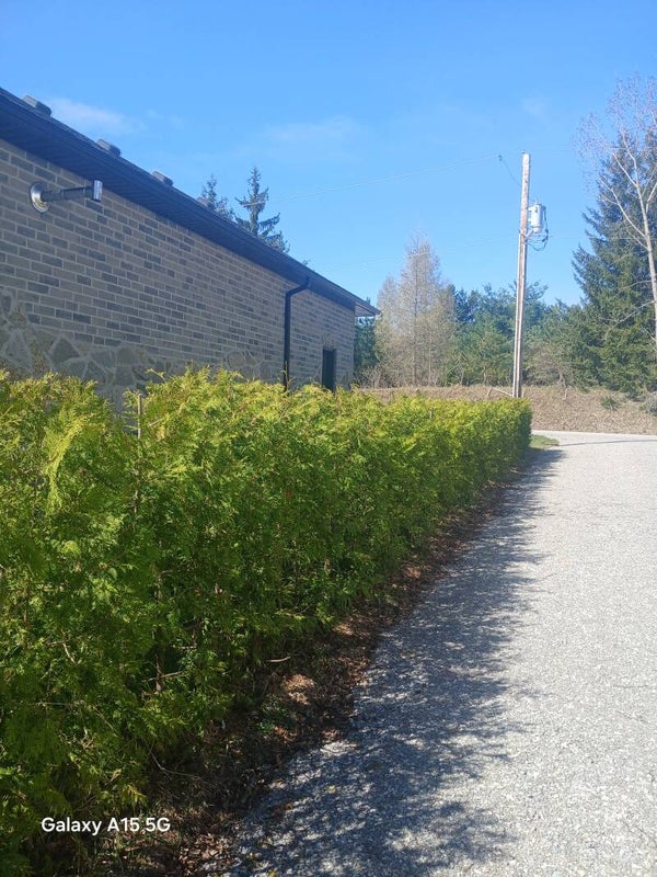 6ft Tall Cedar Hedge 5ft Length Of Coverage