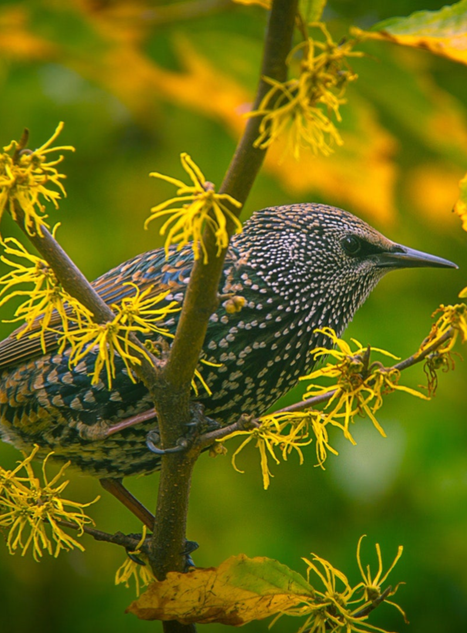 En stær (Sturnus vulgaris) som sitter på en gren med gule blomster, et symbol på Norges rike dyreliv.