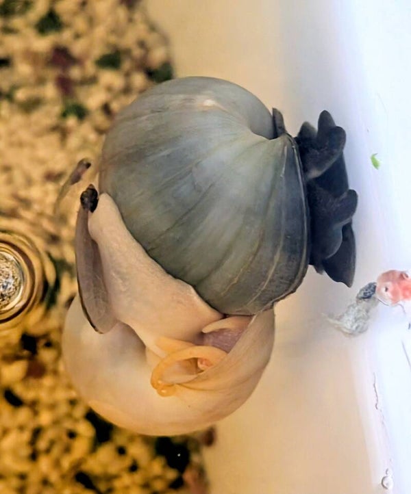 Mystery Snails BLUE