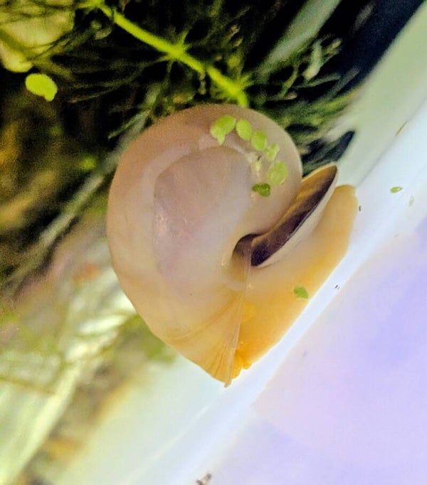 Mystery Snails IVORY