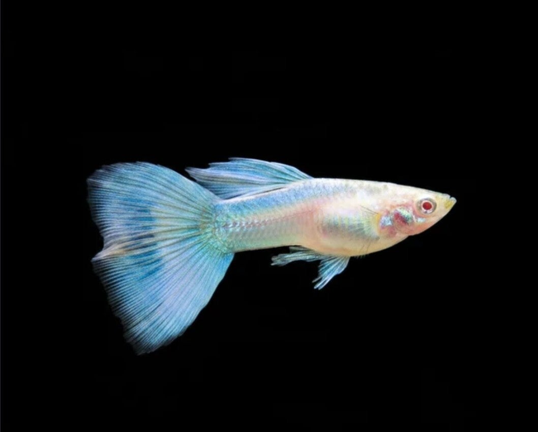 Albino Blue Topaz Male