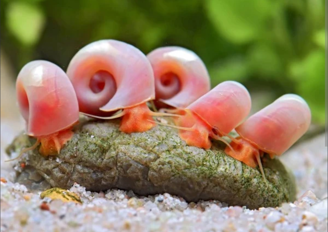 Pink Ramshorn Snail