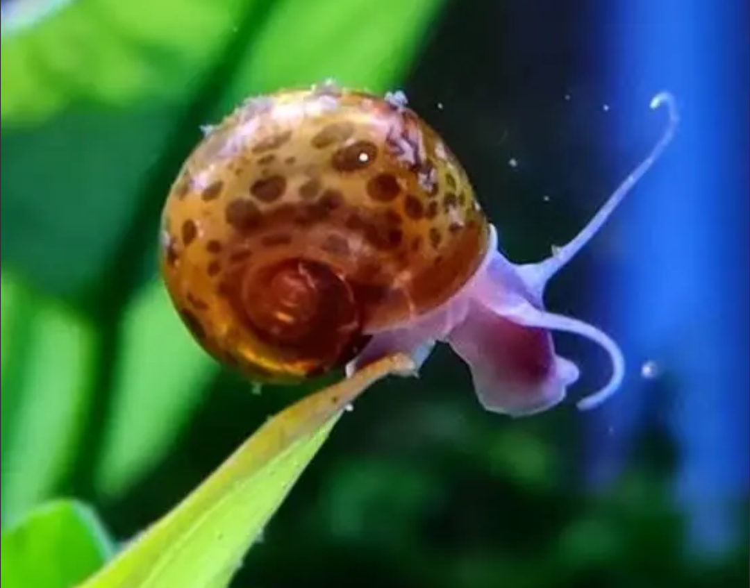 Leopard Ramshorn Snail