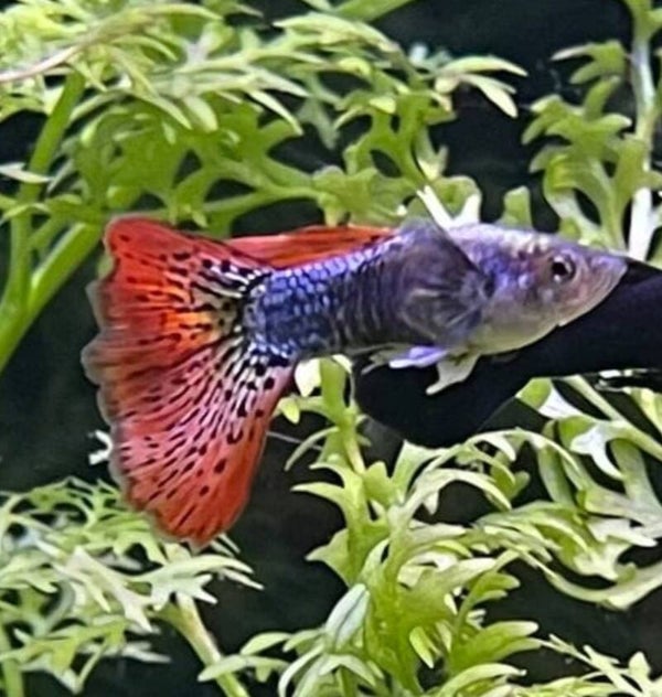Dragon Male