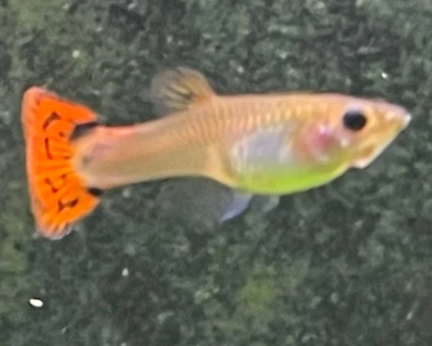 Female Guppy