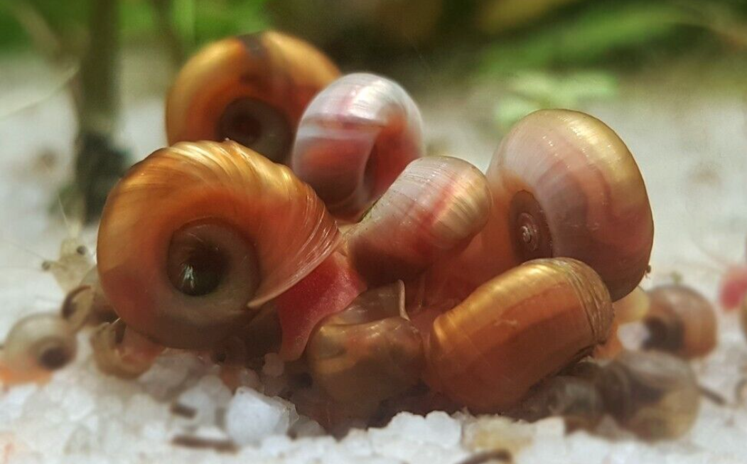 Brown Ramshorm Snail