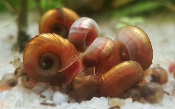 Brown Ramshorm Snail