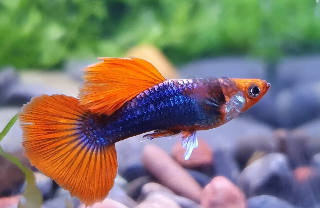 Red Tuxedo Male