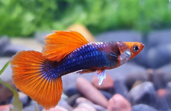Red Tuxedo Male