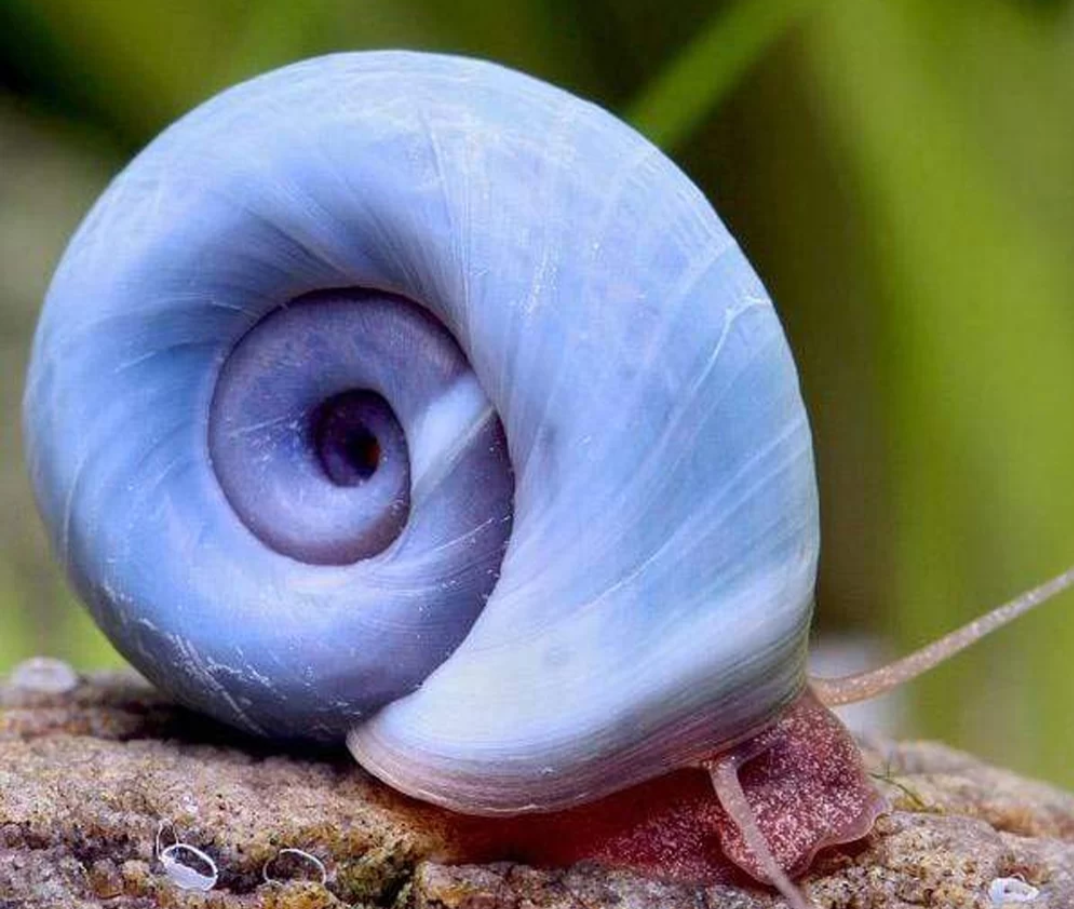 Blue Ramshorn Snail