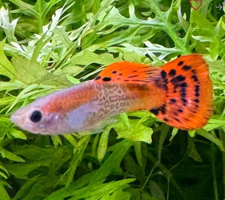Red Cobra Male