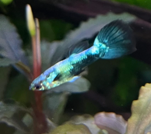 Golden Crow Male