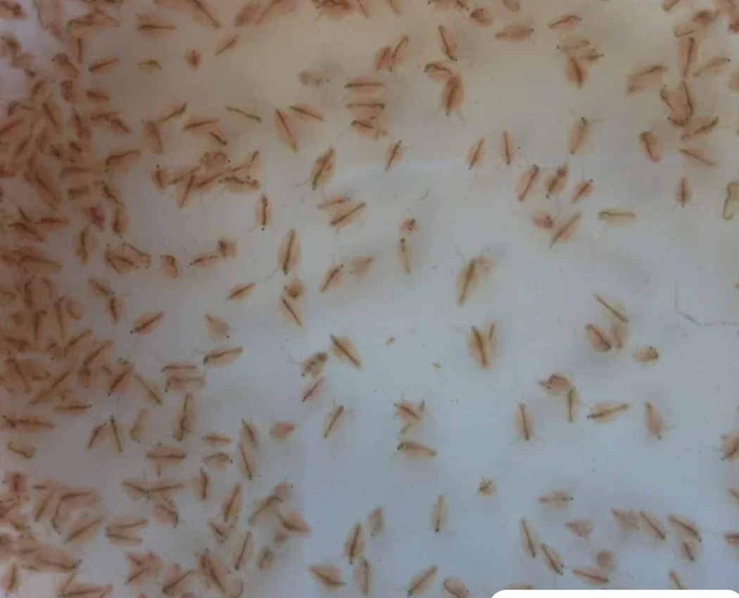 Daphnia
