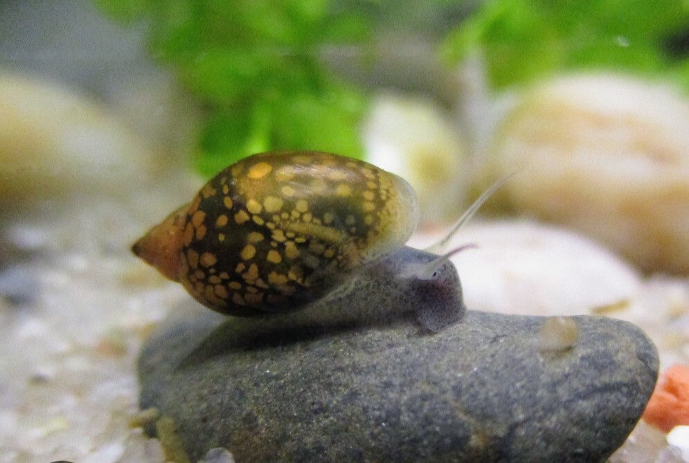 Bladder Snails