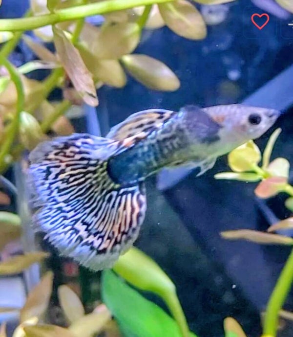 Green Mosiac Male