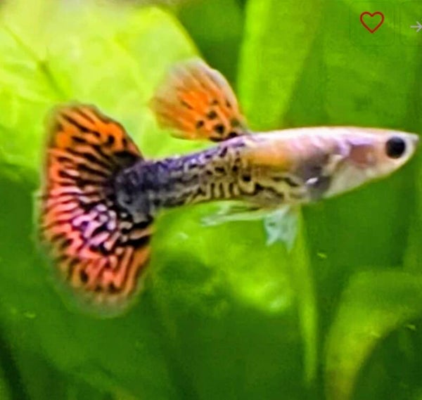 Tiger Guppy Male