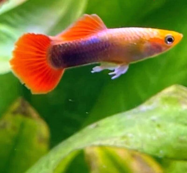 Gold Tuxedo Guppy Male