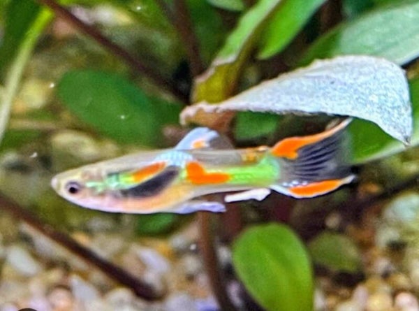 Assorted Male Endlers