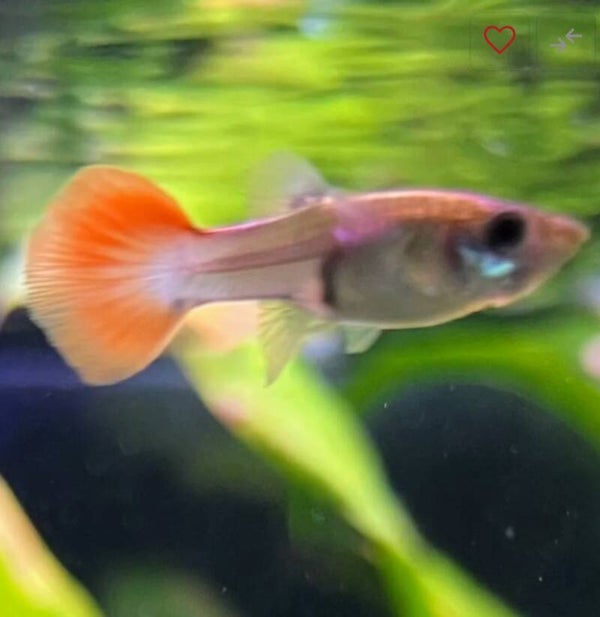 Neon Red Guppy Pair